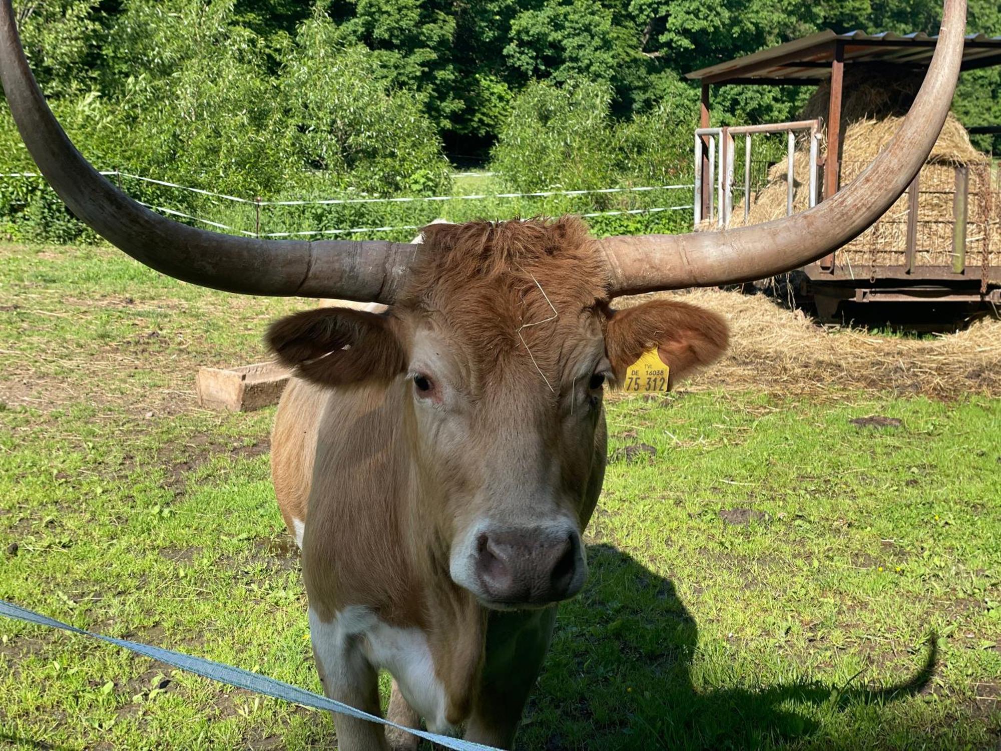 Holla Die Waldfee Konigerode Kültér fotó