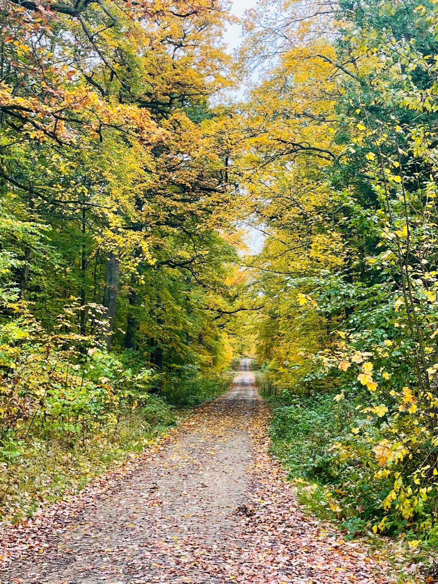 Holla Die Waldfee Konigerode Kültér fotó